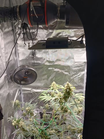 black gorilla feminized — flower, day 20