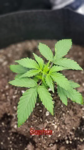 First attempt at planting some seeds — vegetative, day 35