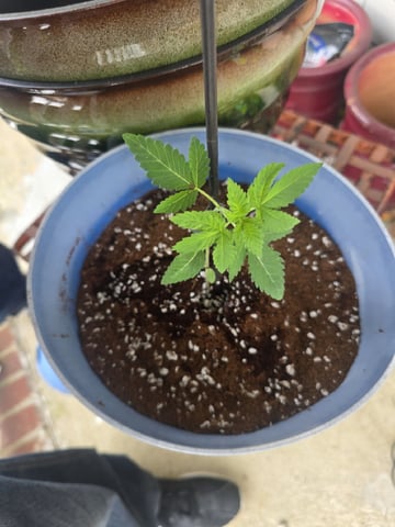 Indoor — flower, day 59