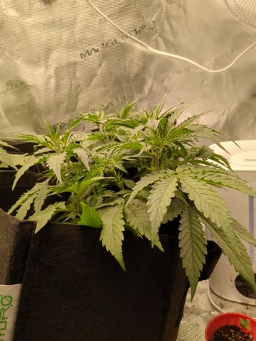 first grow — flower, day 21