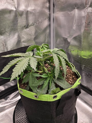  1 Blue Zushi x Venom & 1 Jack Here x Strawberry Cookies OG — vegetative, day 24