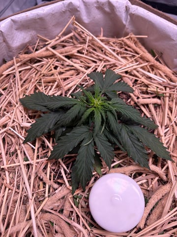 510 First Run! — flower, day 38