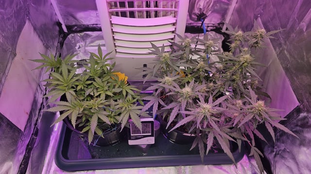 first grow adventure  — flower, day 96
