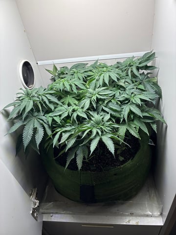 Armário — flower, day 2