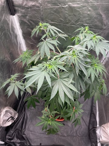 Blueberry — vegetative, day 66