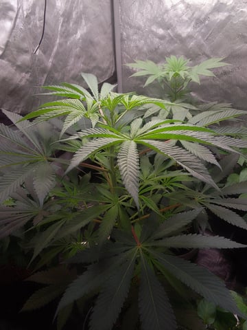 blue dream bag seed — vegetative, day 38