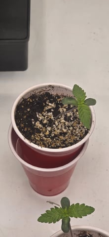 Maple Nectar  — seedling_rooting, day 9