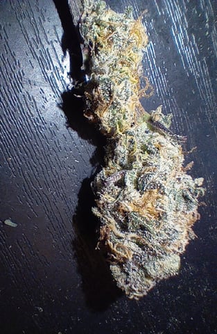 Blueberry critical kush x purple peyote wifi  and one L.a kush cake . — flower, day 37