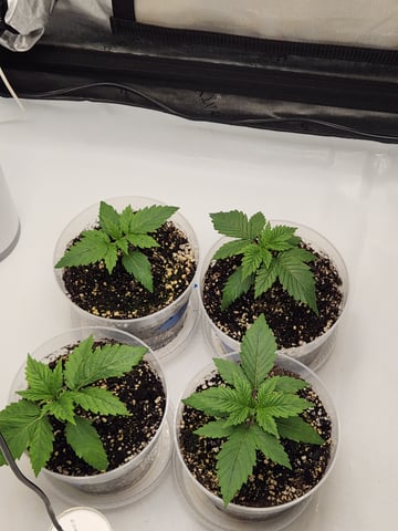Rings of Saturn & Ghostboosters - Apollo Haze Artisanal Line — seedling_rooting, day 16