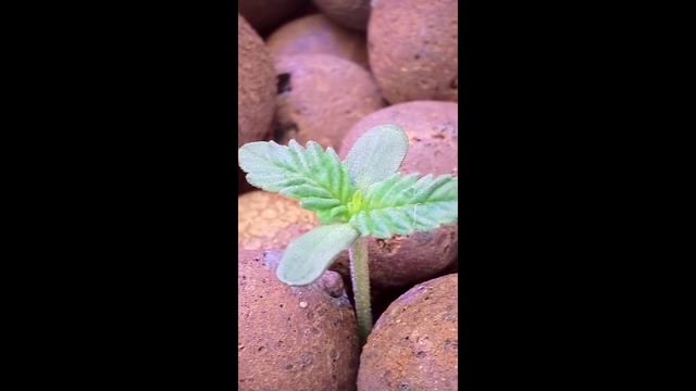 1st Ever Grow (Fat Bastard)(RDWC)  — seedling_rooting, day 8