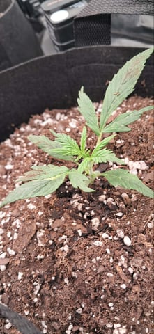 week 1 — seedling_rooting, day 14