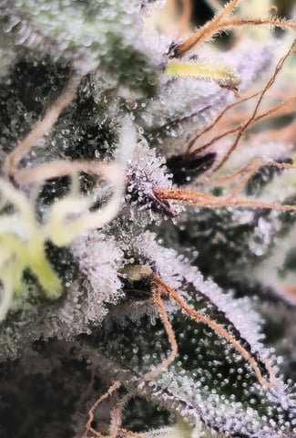 scrog from cut.  — flower, day 83