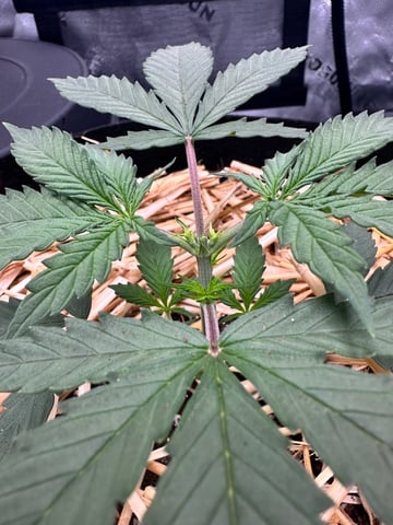 Pine (Auto) 2025 - 0 — vegetative, day 27