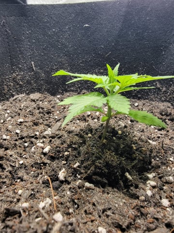 First try — vegetative, day 24