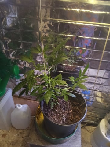 Queen Royal Autoflower  — vegetative, day 75