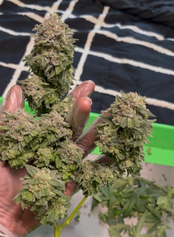 CANDYLAND — harvest, day 158