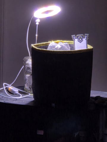 Ripley OG — seedling_rooting, day 5
