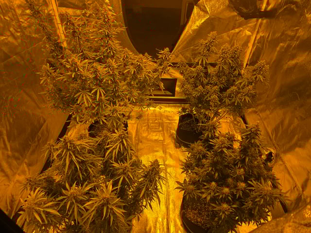 2nd Autoflower Indoor Grow — flower, day 100