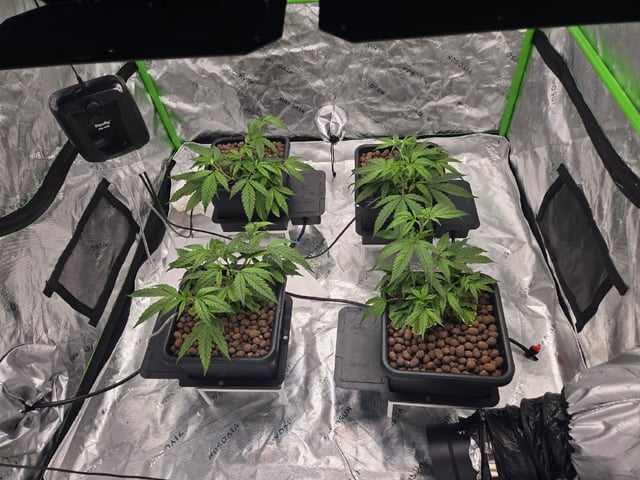 Funk Mountain 2 — vegetative, day 14