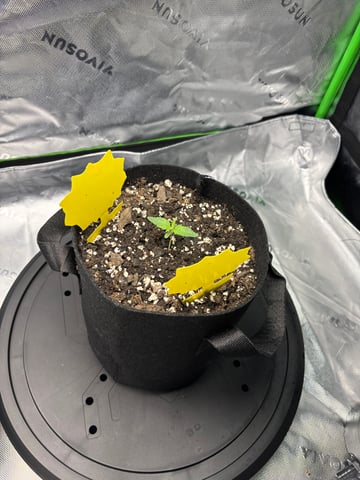 Fall 2025 Grow — seedling_rooting, day 10