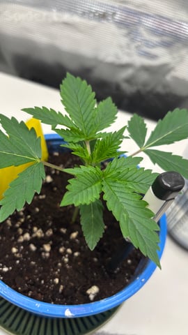 #1 momo (purple punch) — vegetative, day 15