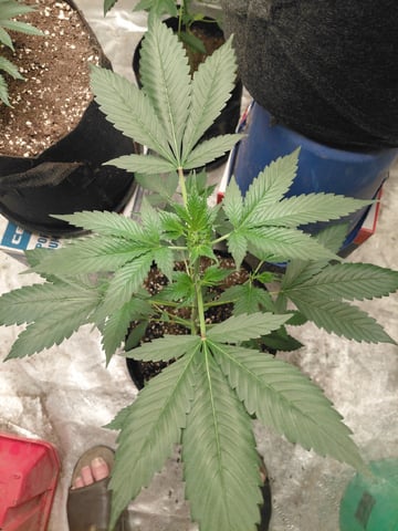 Growing  A New One — vegetative, day 34