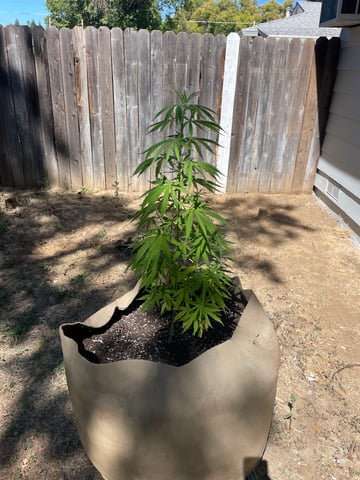  Apollo outdoor — vegetative, day 9