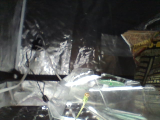 Free Seeds — seedling_rooting, day 16