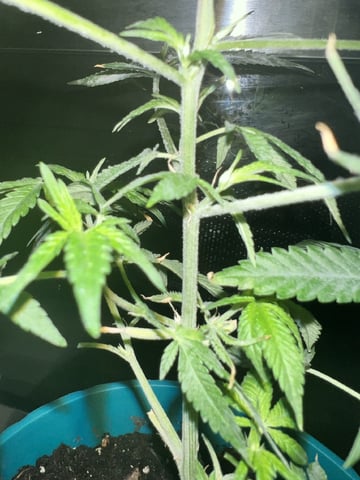 White Widow Auto — flower, day 49