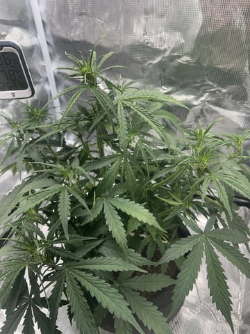 Indoor — vegetative, day 35