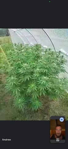 outdoor grow  — flower, day 20