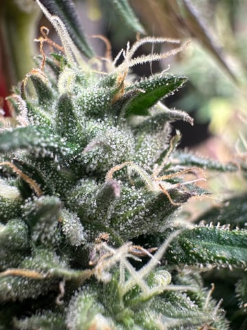 trying some bag seeds — flower, day 72