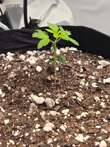 Purple Skunk 3 x 5  — seedling_rooting, day 16