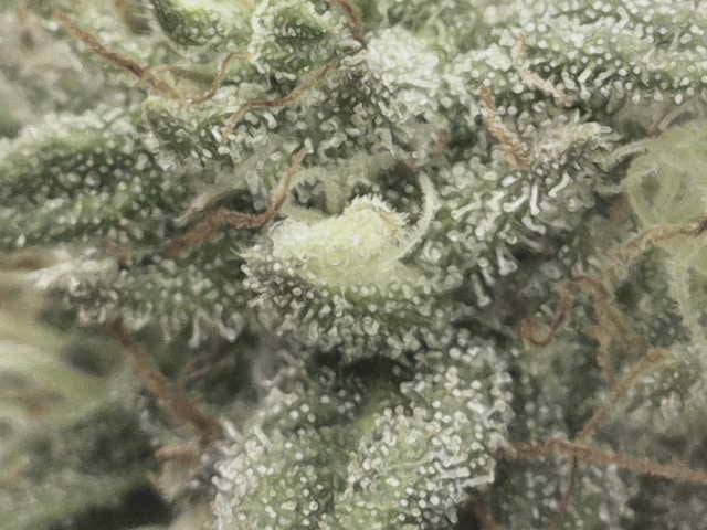 blueberry cupcake  — flower, day 100