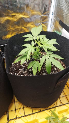Two mystery buds — vegetative, day 5