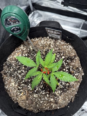 Gorilla Cookies — 1st Grow — vegetative, day 33