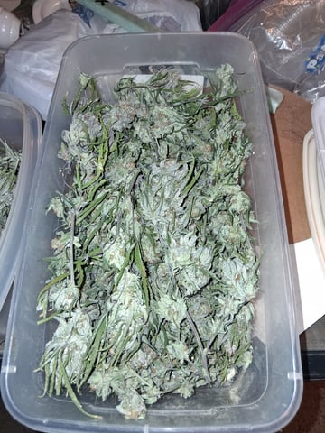 Blueberry Muffin  — done, day 24