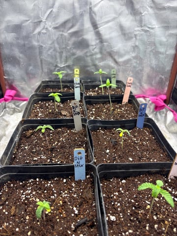 Grow #2 2x2x4 — seedling_rooting, day 17