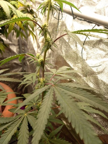 ( Guava Dawg × Sour Tangie ) F2
