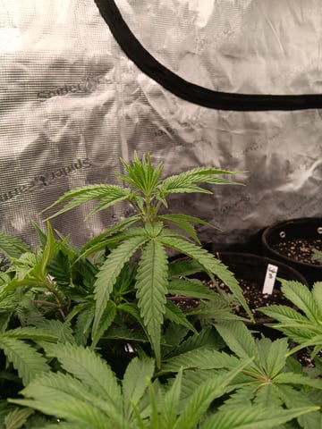 Master Kush — flower, day 49