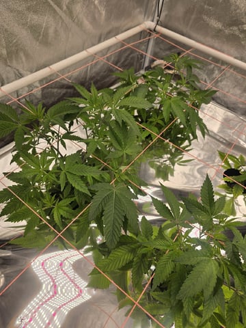 Oceanz 16 — vegetative, day 89