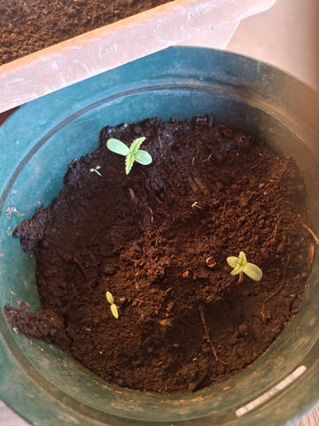 area 51 — seedling_rooting, day 7