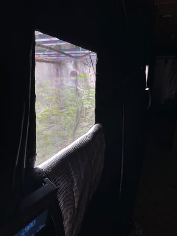 White Runtz Clonez (Flowering) — flower, day 15