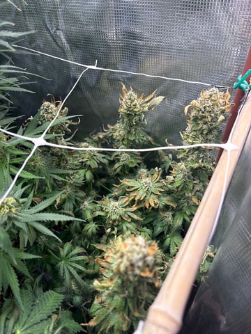 first grow in new 2x2 — flower, day 97