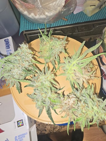 First Autoflower Indoor — harvest, day 36