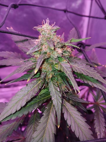 CountryG  — seedling_rooting, day 58