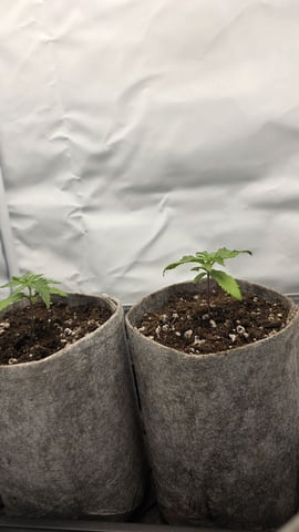 Strawberry Sugar  — seedling_rooting, day 17