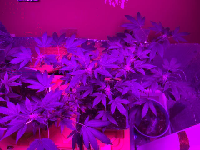 OG Kush — flower, day 86