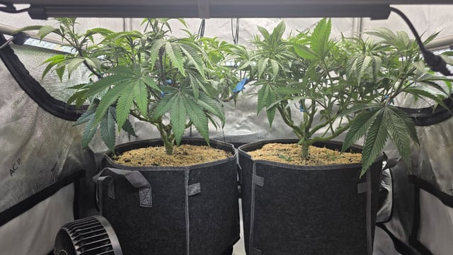 Strawberry Sugar  — vegetative, day 57