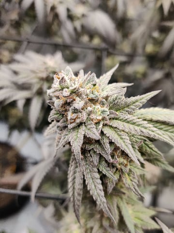 Grape Gasoline — flower, day 45